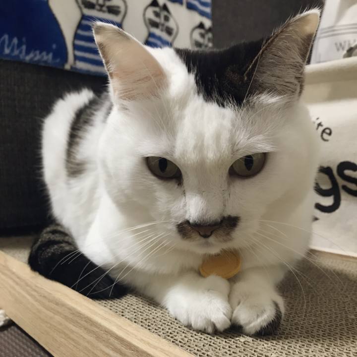 Be4a6e2a d818 4f03 aa41 8e0e9df90d56 1545536723833