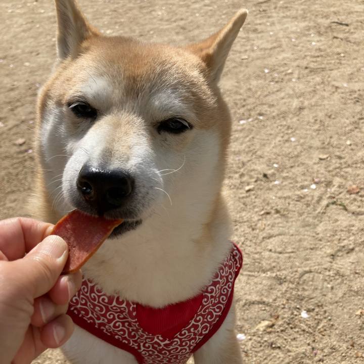 Be4db850 164b 43b9 ba7d 32d5a7fc296c 1617340779984