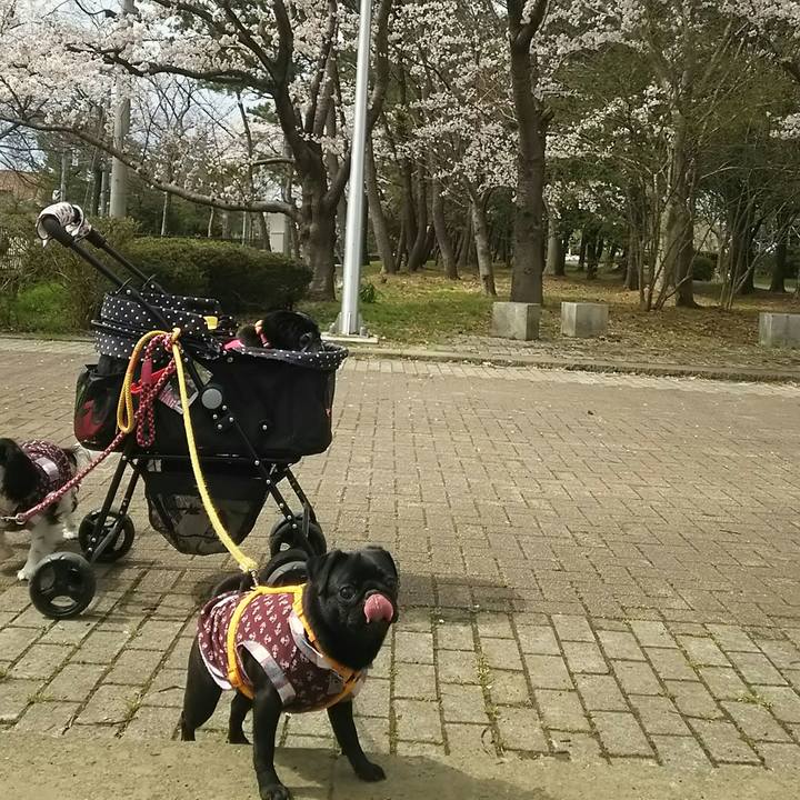 Be4fae16 ea93 4831 8213 dd1ea67cef40 1523806362205