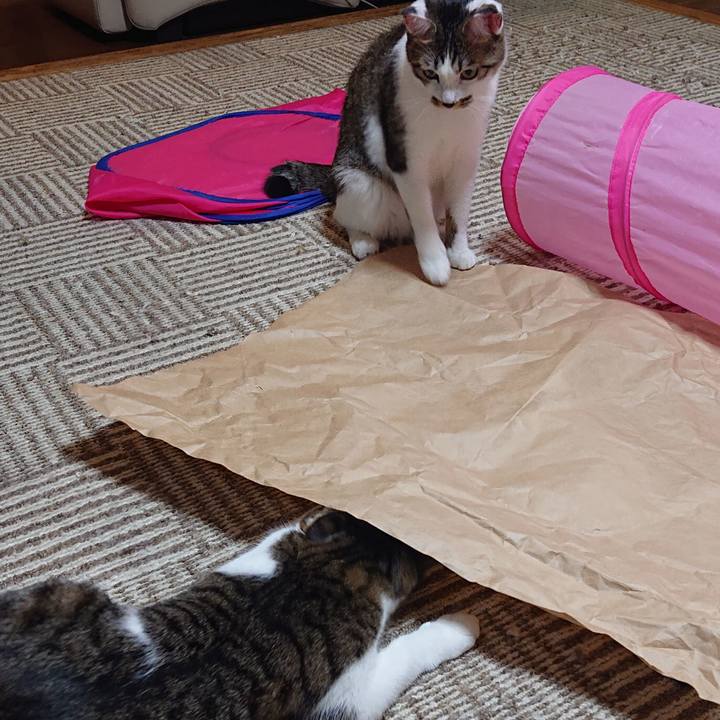 Be4ffa12 d608 4917 88bc 242857204105 1573616517400