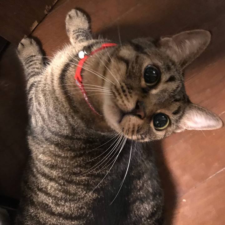 Be500f65 2fb8 46a2 8852 c0dc06ed745a 1540988830124