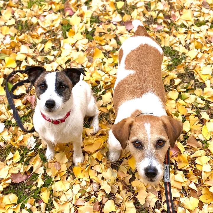 Be5189dc 04e6 4e73 a4f7 81025b94979a 1606306763303