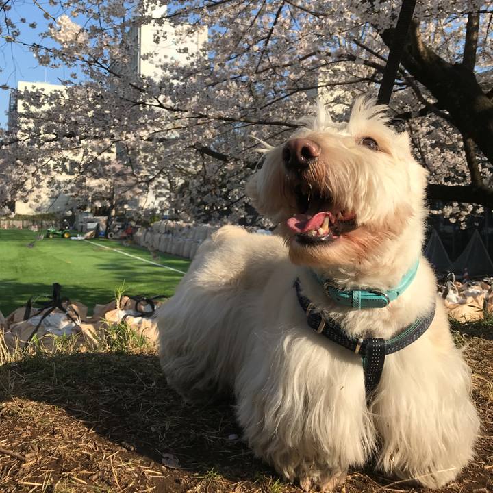 Be521630 b1dc 4339 844e a0d461e79046 1521967197449