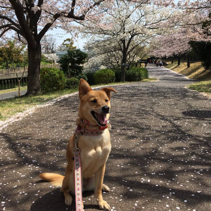 Be526f89 6e73 4fac 853b f12e87ef5a20 1522729136490