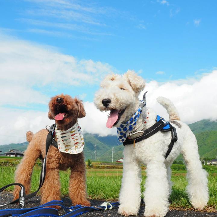 Be574f3f bdd3 42dc b500 73529b34cbda 1531023452037