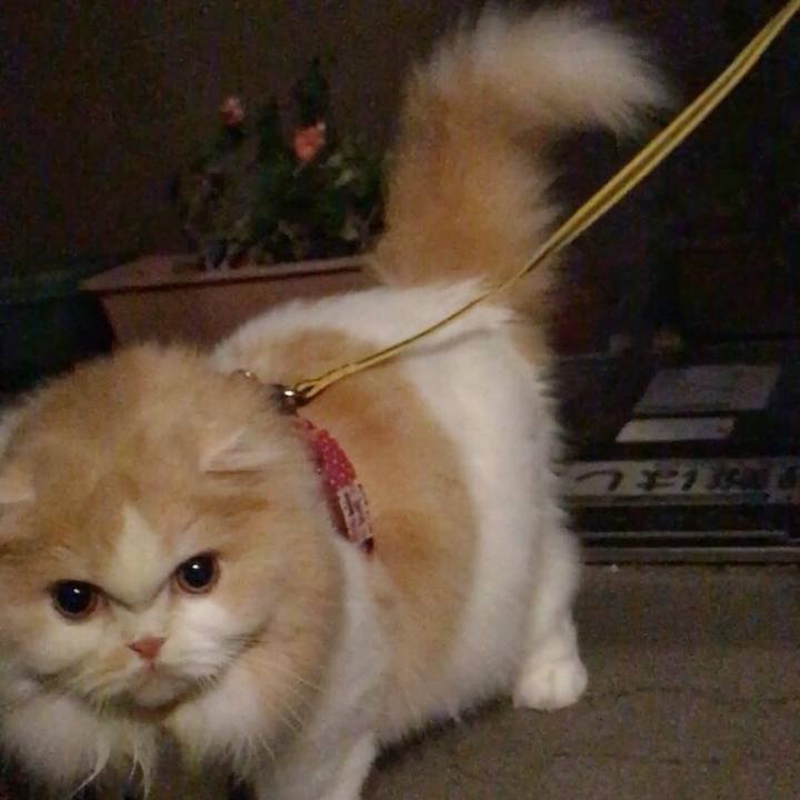 Be58413a 73d8 495c bf95 0a0fe6da3a70 1538922420764