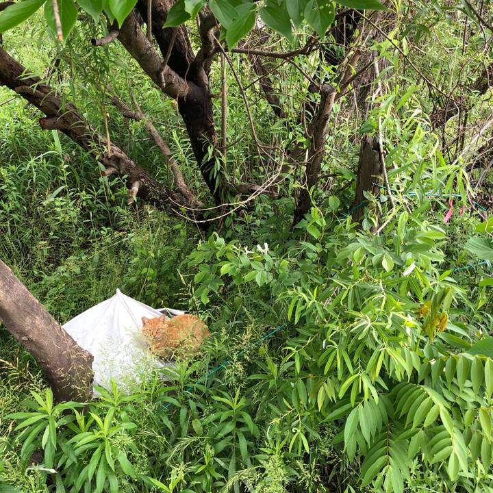 Be5a1cd8 5aea 401b b3cd 73de3a717db6 1525953384355