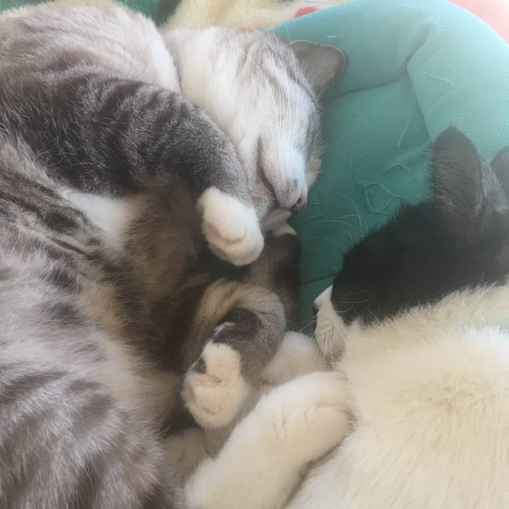 Be5e65ab 942e 434a a298 029b7d147b34 1511579058917