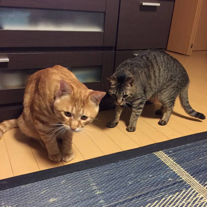 Be5eb02a cf61 4802 8c87 d61f0e1048a7 1530100912550