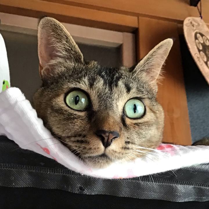 Be5fe372 70ca 45c5 a42f 530b2244c182 1626046994480