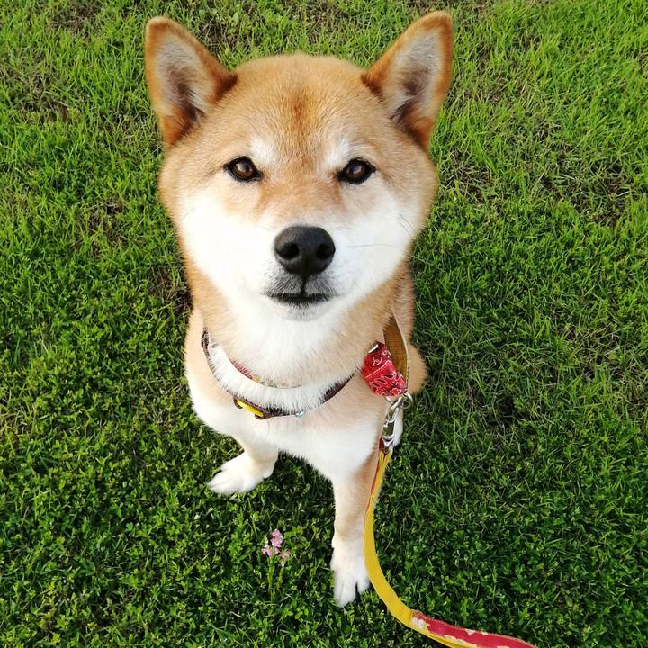 Be60cb38 6402 4dc7 82ea cce9256c585f 1592911254785