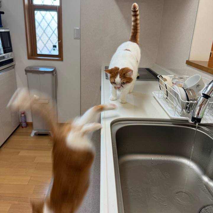 Be6219e8 4f39 4b7c a6f2 b608f69c4e31 1762129371701