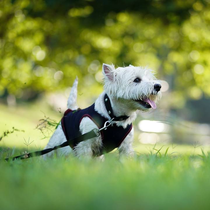 Be6251ec 0733 4dfa 8d87 96cbb6b6b5bd 1534854389853