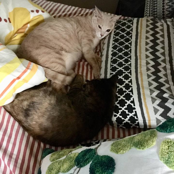 Be62ec39 5114 4cfa ab33 5ebca52252f1 1538378175941