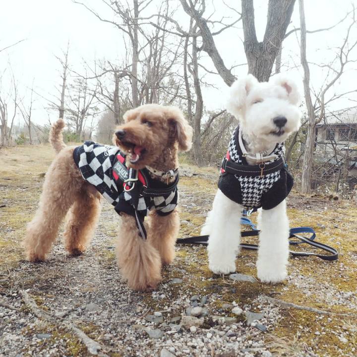 Be64fad4 f4f3 4315 8c67 15f0291f0094 1516415447802