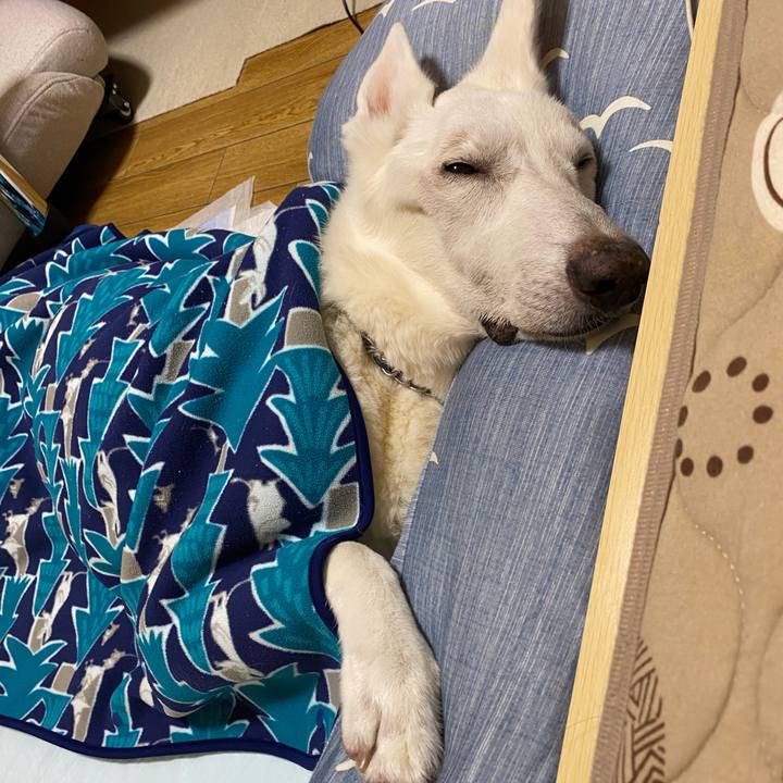 Be6c7d55 33f5 4e7c 88e0 07011b3c4a2b 1605741945568