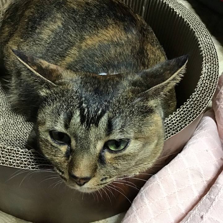 Be703a84 42d9 4043 8c82 cb1d7e131661 1698664692305