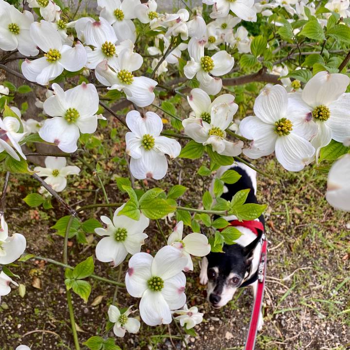 Be72b15a 76a0 4d12 8d21 c66a9f2d552b 1587512279313