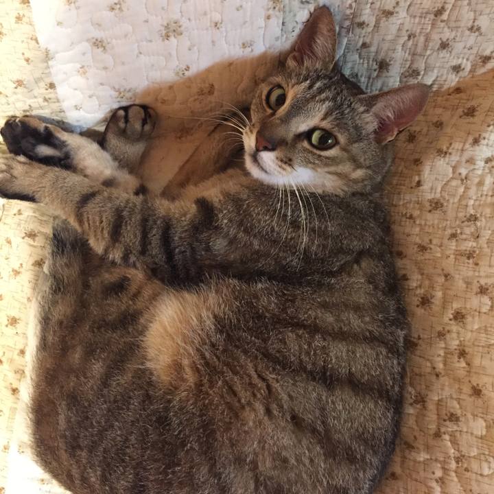 Be801bc8 ef55 4f7f be0a ce98cc1c323c 1530800259180