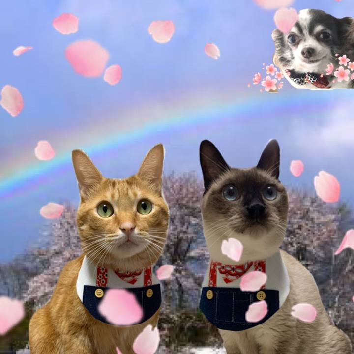 Be823448 3399 487b 92aa 7161bd9be10d 1585998953877