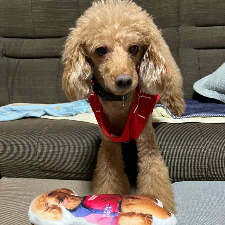 Be84ca51 a3fa 43c7 af4f b3cd07903832 1703063526558