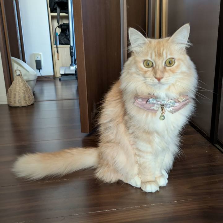 Be84ec06 7195 4f99 8b47 586706256412 1732680116726