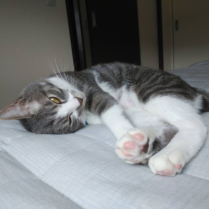 Be8568ca 3800 472f 9b48 e3eb06874db6 1586057263694