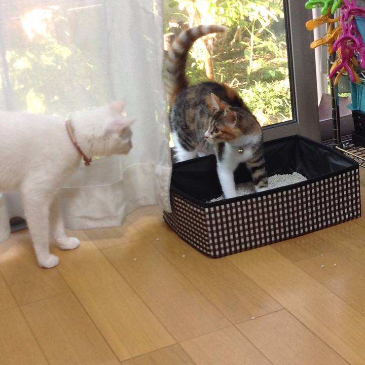 Be89d8cb 350a 4f3e bddc 46f62d76960f 1628199336153