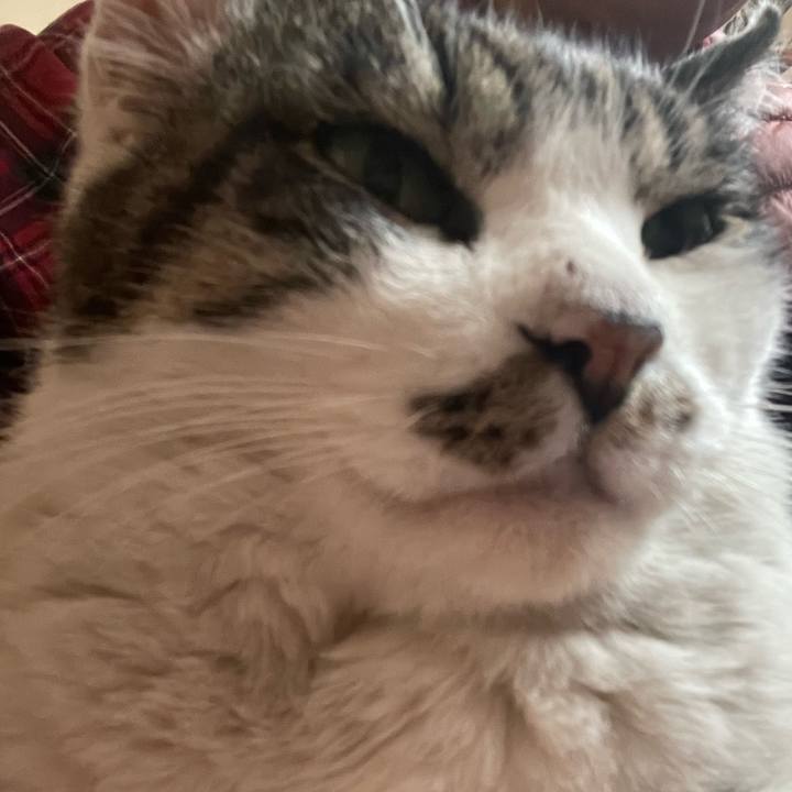 Be8adde9 a62e 4e00 b208 0fdf0c35a6c8 1736668084866