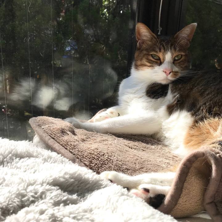 Be8c4642 1040 4bcc 937a ab07dc4d62e4 1512549546026