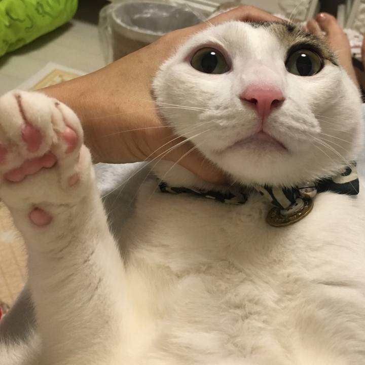 Be91a455 9417 416b b359 8e43f04f3d0f 1511060398402