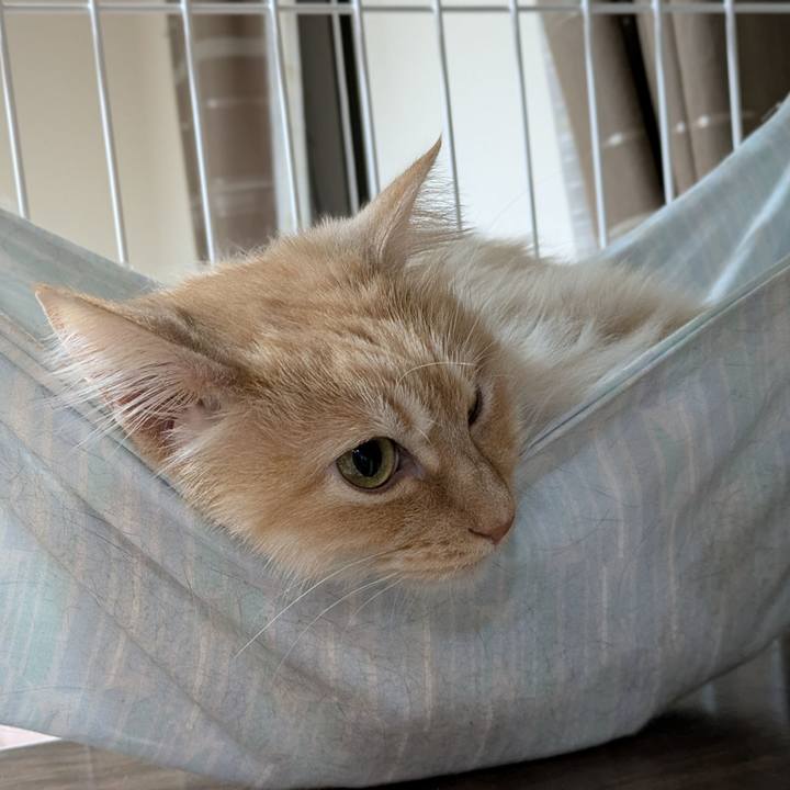 Be9e077a 5090 48f2 997e a0e415283139 1742617619387