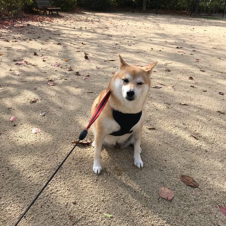 Bea3d588 1e05 4732 8393 a255829ec29e 1544074358819