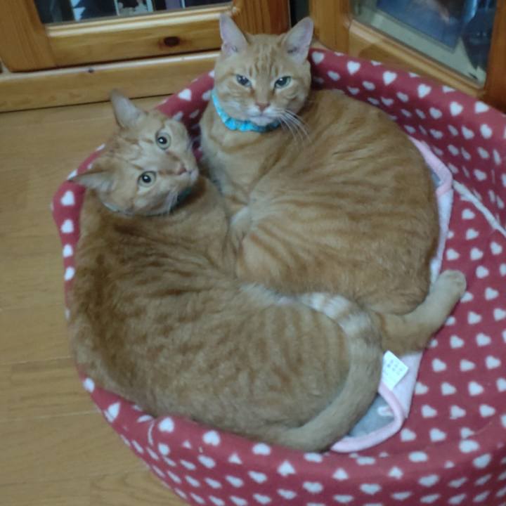 Beaf040a 6b09 40f2 a35b 6e3f3b03735d 1729683728709