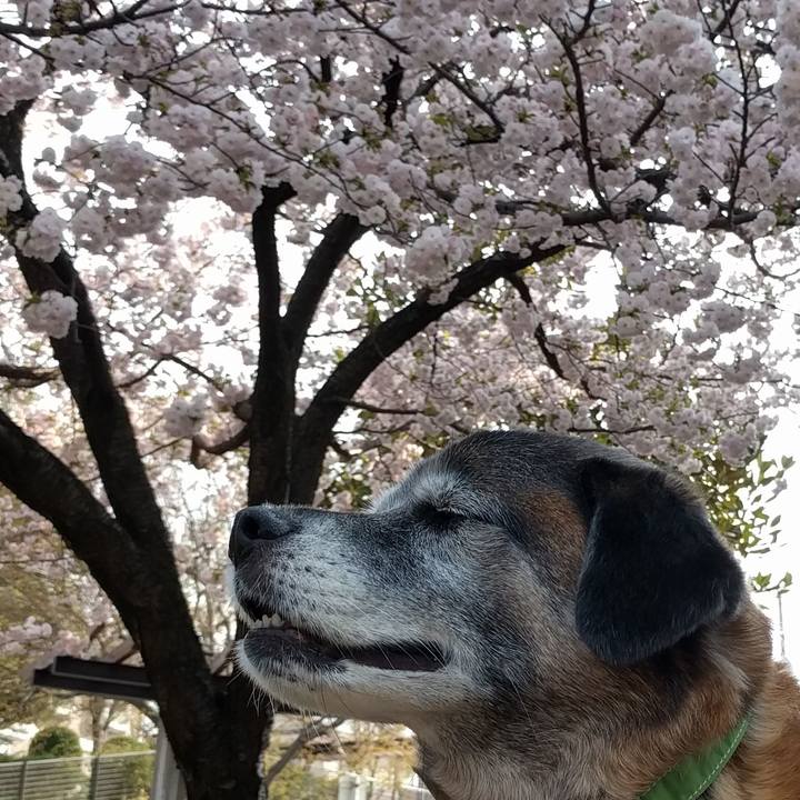 Beb33fdb 8095 440a b07d da2a0b69ff1f 1522628010153