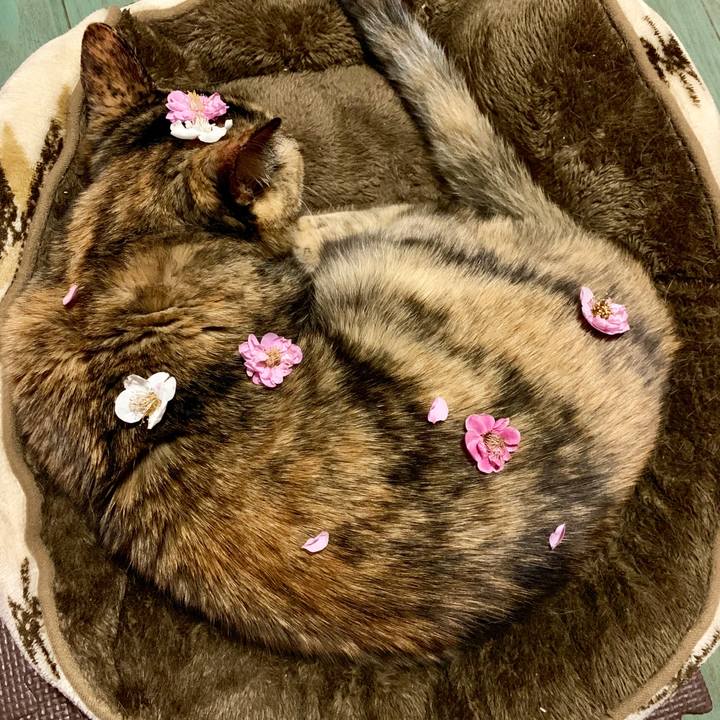 Beb3a9a8 846c 4adb b806 0762d0477767 1552064178321