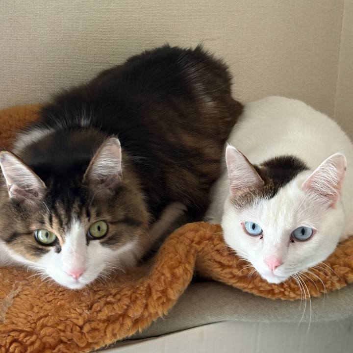 Beb75c49 7bae 4126 9b64 3e8a5732e637 1766458330795