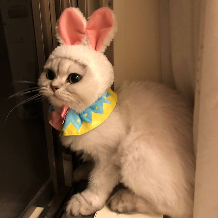 Beb95f65 065a 43c9 9267 ad08c8a01768 1526995517422