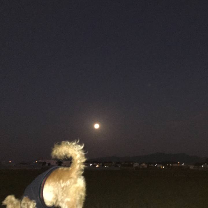 Beb9afe3 988e 4a0b 8e10 29876c183b22 1573594206975