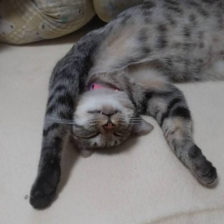 Beb9ef18 7a44 4fb0 ba8f 27f82c0b5d3b 1680536012764