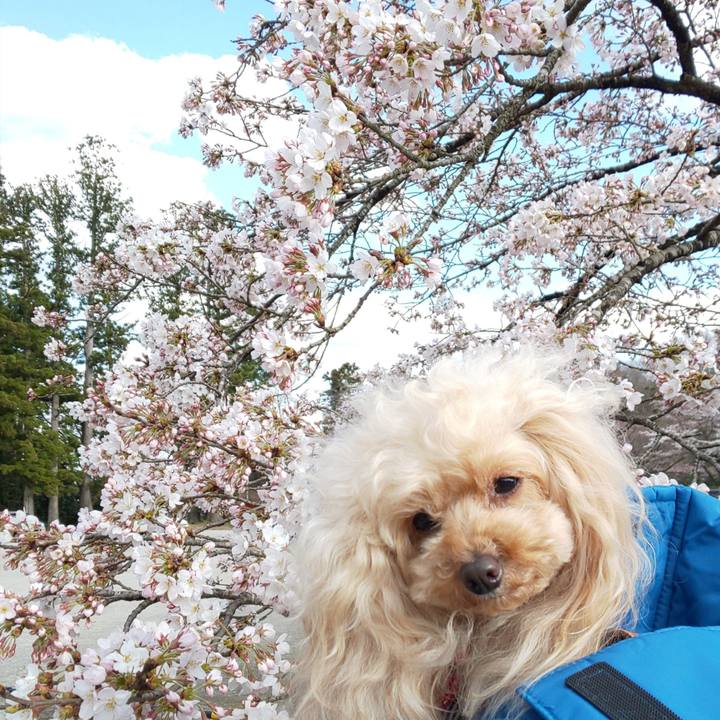 Bebcec09 249f 4fd4 9cab cc23451c0451 1586247330604