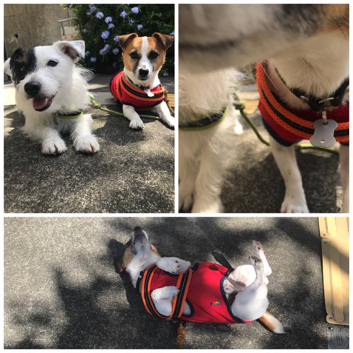 Bebe6c34 d073 46c5 9390 9563531fd38c 1530319215233