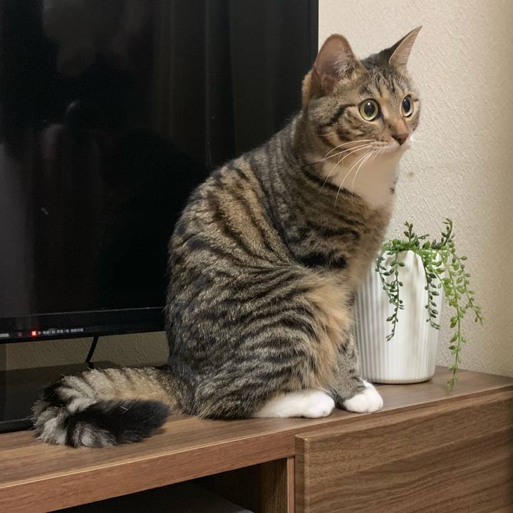 Bec45661 8b4a 49ae 84bc f5f9424497dd 1563198924182