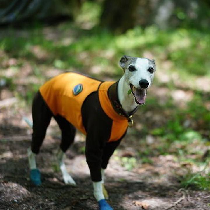 Bec62df9 da66 42a0 baff 39e13887f140 1529679805424