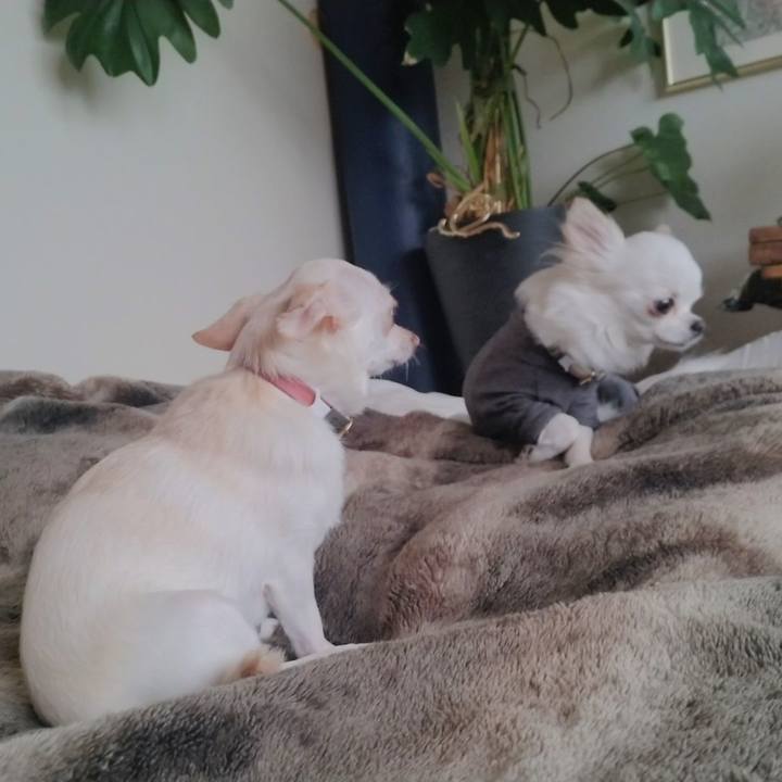 Bec84121 5bd4 414a 8da0 70784394fbe4 1747624323622