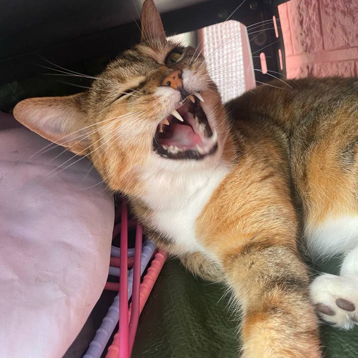 Beca0fc0 101a 4ee0 992c ae220ab153ae 1622898387093