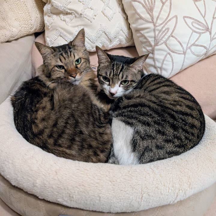 Beca9dbf be3a 4c20 bf38 ad1c4668d28c 1764716752966