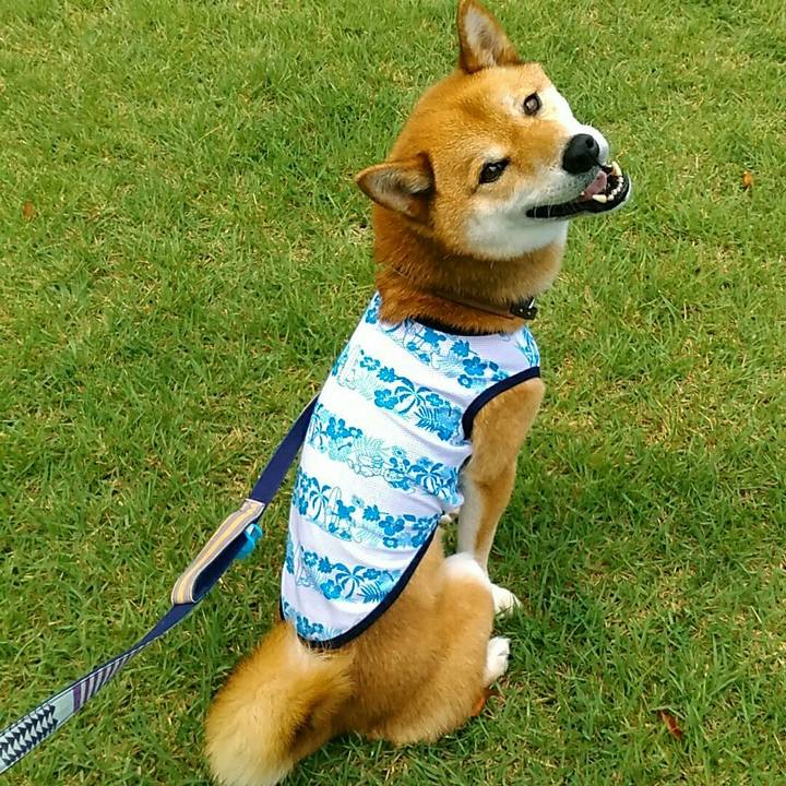 Beccf03a 3f29 4909 a033 144189c2e79c 1564192441507