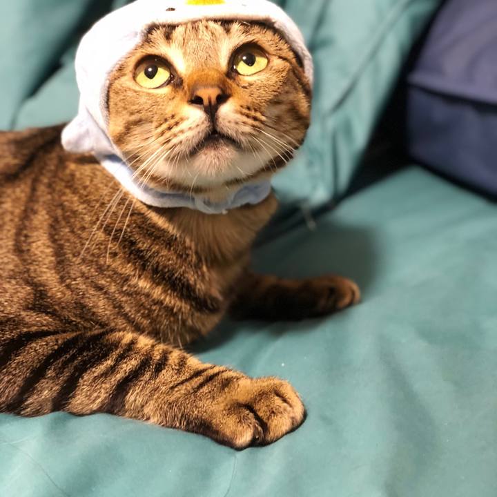 Becd77ea 0217 4aa4 b6ed 0a8964a425a4 1527347431075