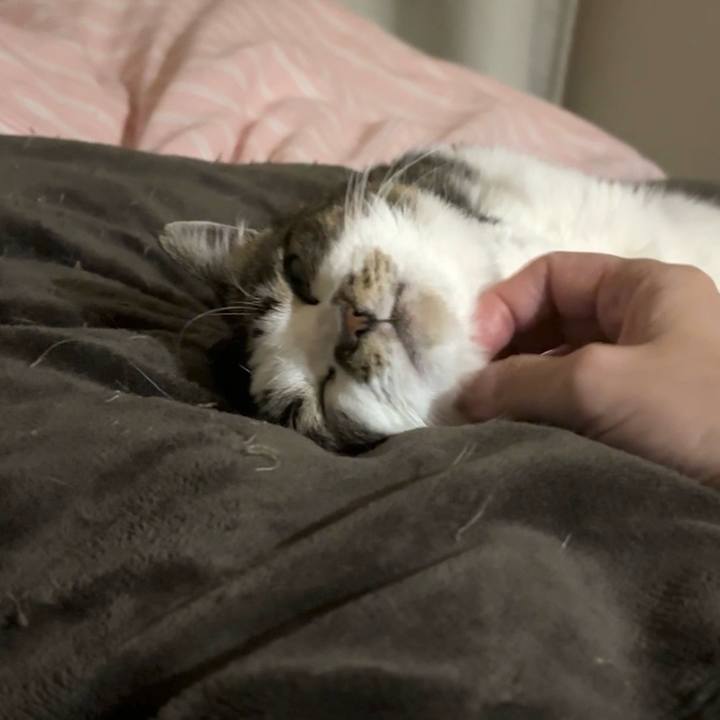 Becd8304 9ed7 422e ba7d a916cb6e7173 1763973437878